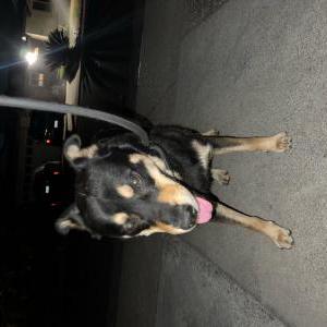 Found Dog Unknown