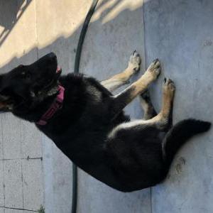 Lost Dog Rosie