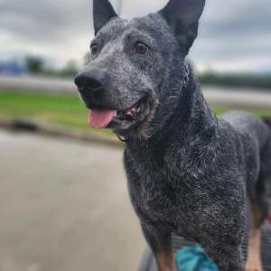 Lost Dog Blue