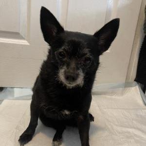 Found Dog Unknown