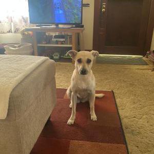 Found Dog Unknown