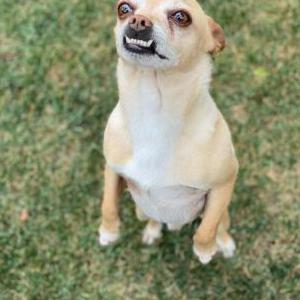 Lost Dog Mickey
