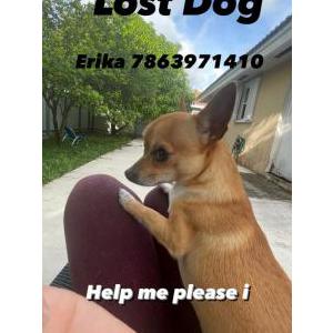 Lost Dog Jack