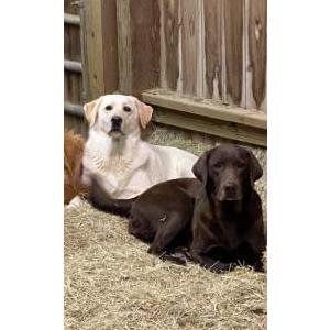 Lost Dog Kola & Sadie