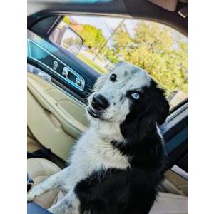 Lost Dog Cooper