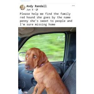 Lost Dog Penny