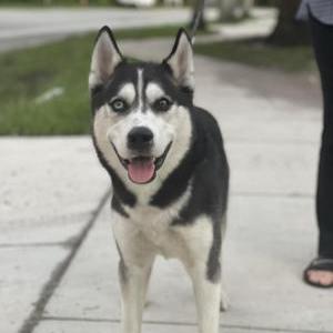 Found Dog Unknown
