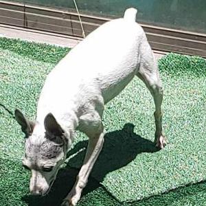 Found Dog Unknown