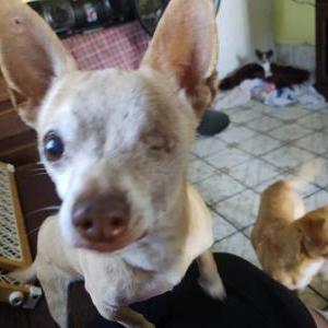 Lost Dog Max