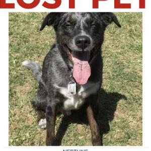 Lost Dog Neptune