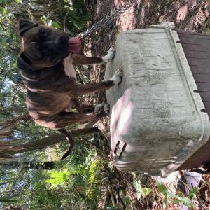 Image of Josie, Lost Dog