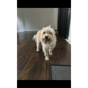 Found Dog Unknown