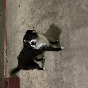 Found Dog Unknown