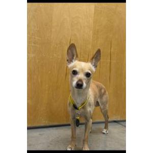 Lost Dog OJ Gonzales