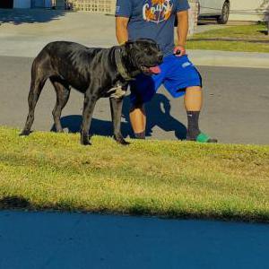 Lost Dog Lexie