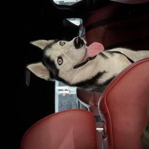 Lost Dog Luna