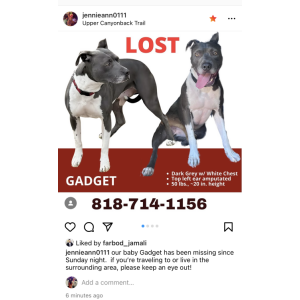 Lost Dog Gadget