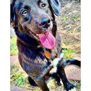 Lost Dog Pocahontas