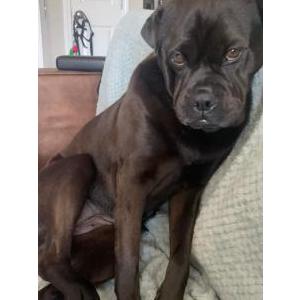 Lost Dog Shia