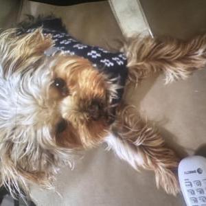 Lost Dog Chiquito