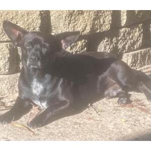 Found Dog Unknown