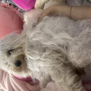 Lost Dog Lily