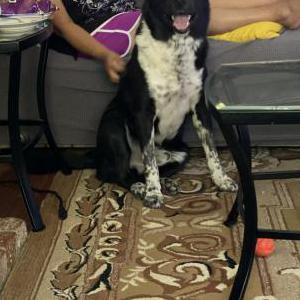 Lost Dog Dingo