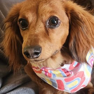 Lost Dog Vienna