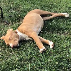 Found Dog Unknown