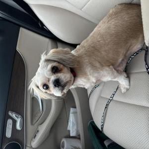 Found Dog Unknown