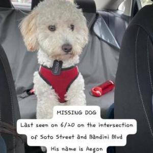 Lost Dog Aegon