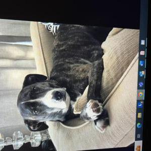 Lost Dog Tesla