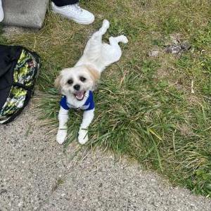Lost Dog Buddy