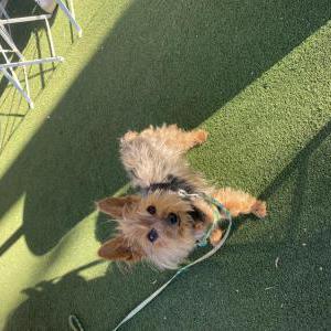 Lost Dog Yoshi