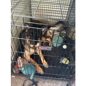 Lost Dog Charlie
