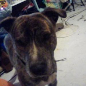 Image of Brutus, Lost Dog
