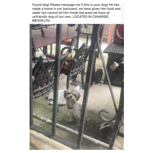 Found Dog Maybe rhythm