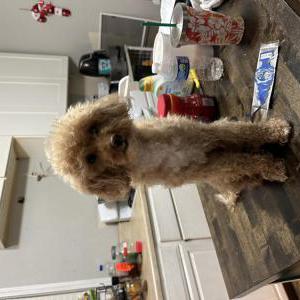 Lost Dog Milo
