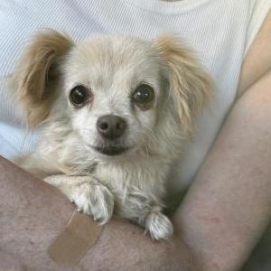 Found Dog Unknown