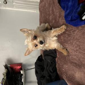 Lost Dog Coqueta