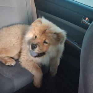 Lost Dog Grizzly