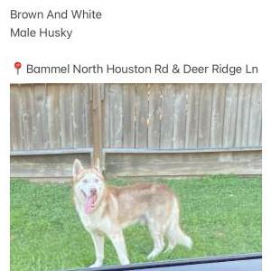 Found Dog Unknown