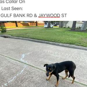 Found Dog Unknown