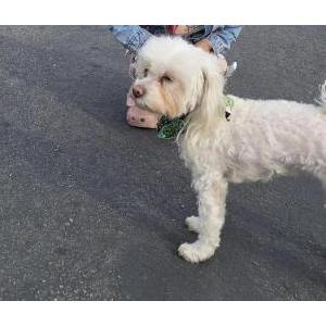 Lost Dog Blaze