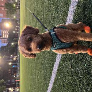 Lost Dog Hailey