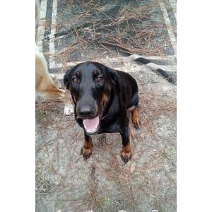 Lost Dog Mazikeen aka mazy