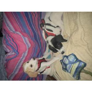 Found Dog Unknown