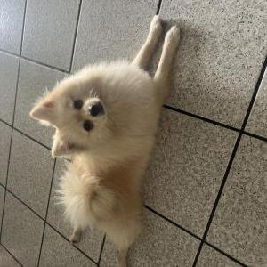 Lost Dog Max