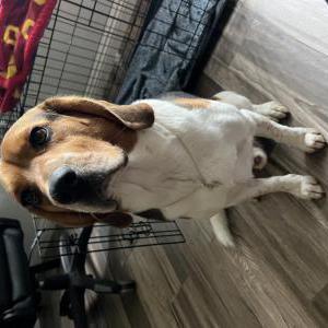 Lost Dog Boogey