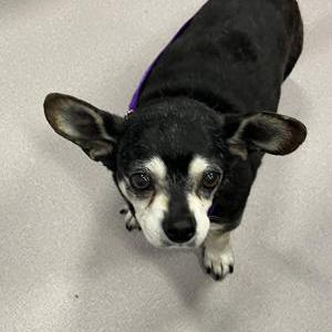 Found Dog Max